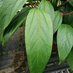 Anthurium amnicola 葉