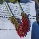 Trifolium incarnatumFleur