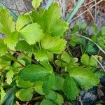 Ligusticum scothicum Blad