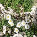 Achillea atrataFlower