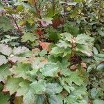 Hydrangea quercifolia Foglia