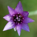 Xeranthemum cylindraceum Flor
