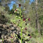 Scrophularia provincialis Beste bat