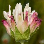 Trifolium fucatum Blodyn