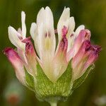 Trifolium fucatum 花