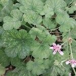 Pelargonium echinatum Yaprak