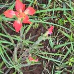 Castilleja indivisa 花