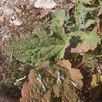 Salvia spinosa Hoja