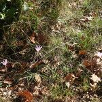 Colchicum longifolium Habit