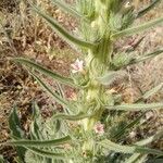 Echium boissieri Cvijet