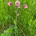 Geum rivale Lorea