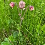 Geum rivale Blüte