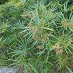 Cyperus alternifolius花