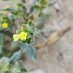 Arnebia decumbens Blomma