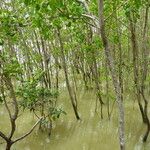 Laguncularia racemosa Hábito