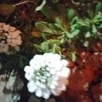 Iberis linifolia Blomst