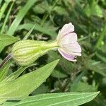 Silene × hampeana Blomst