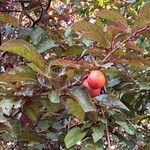Prunus cerasifera 果實
