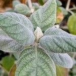 Barleria albostellata Leaf