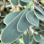 Hertia cheirifolia List