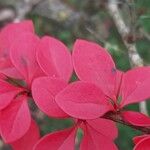 Berberis thunbergii Blad