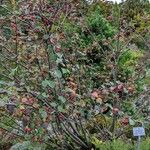 Cotoneaster tomentosus Tervik taim