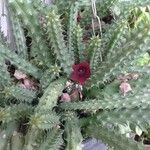 Huernia schneideriana Lorea