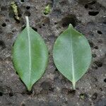 Metrosideros macropus Hoja