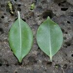 Metrosideros macropus Leaf