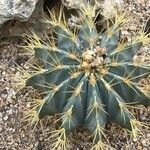 Ferocactus latispinus Лист