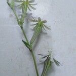 Silene sericea Λουλούδι