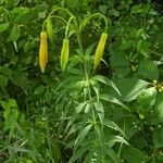 Lilium canadense Leaf