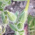 Cerastium dichotomum Fruit