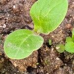 Nicotiana rustica Leaf