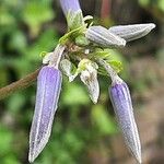 Clematis heracleifolia Blüte