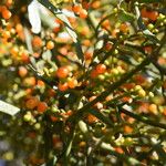 Phoradendron quadrangulare Fruit