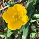 Sternbergia luteaFlower