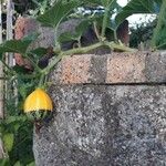 Cucurbita pepo Fruit