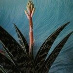Aloe variegata Květ