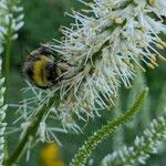 Veronicastrum virginicum Žiedas