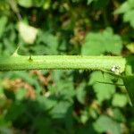 Rubus scabripes പുറംതൊലി