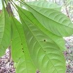 Buchenavia guianensis Лист