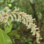 Miconia trinervia Flower