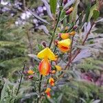 Cytisus scoparius Цветок