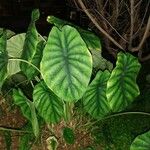 Alocasia clypeolata Folha