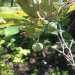 Vaccinium stamineum Fruit