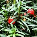 Taxus baccata Fruto