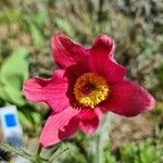 Anemone rubra Flor