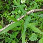 Persicaria punctata Fuelha