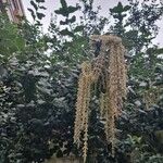 Garrya elliptica Habit